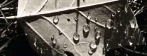 Black and white photo of a leaf on grass with water droplets on it