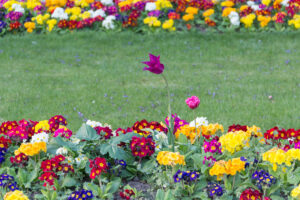 A group of colorful flowers with a long-stemmed purple flower sticking up from the middle of a group