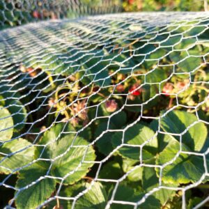 A garden under the protection of a fence