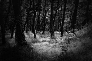 A black and white photo of several thin trees in the woods